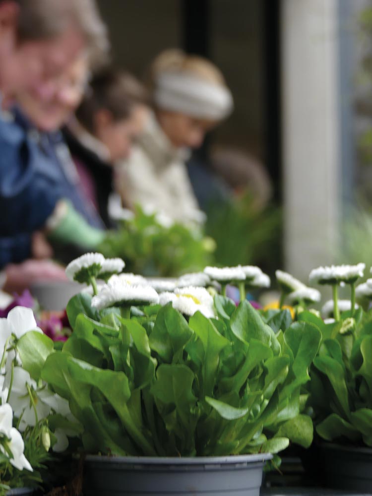Menschen bepflanzen gemeinsam Blumenkästen mit bunten Frühlingsblumen